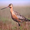Bar-tailed Godwit